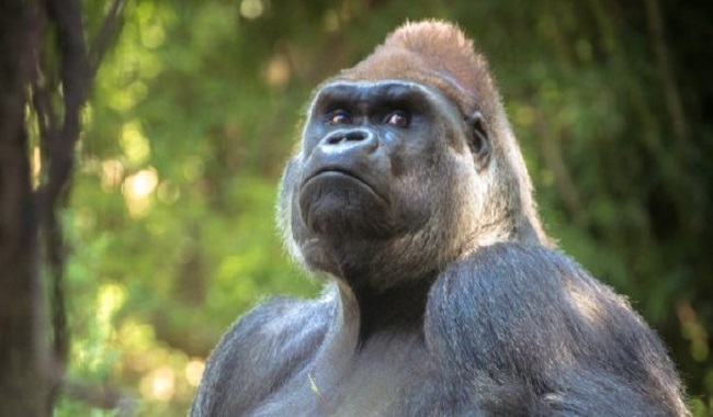 Gorille Oriental menacé d'extinction